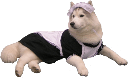 Maid dog